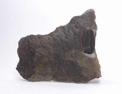 Elipsocephalus hoffi - Jince u Příbrami (18)